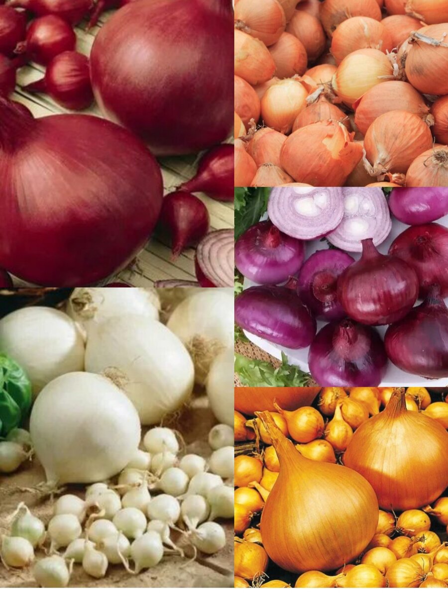 Чтобы получить зелень лука на 2-3 недели раньше срока, севок сажают под зиму. Приводим 15 сортов и гибридов лука, который можно высаживать осенью.