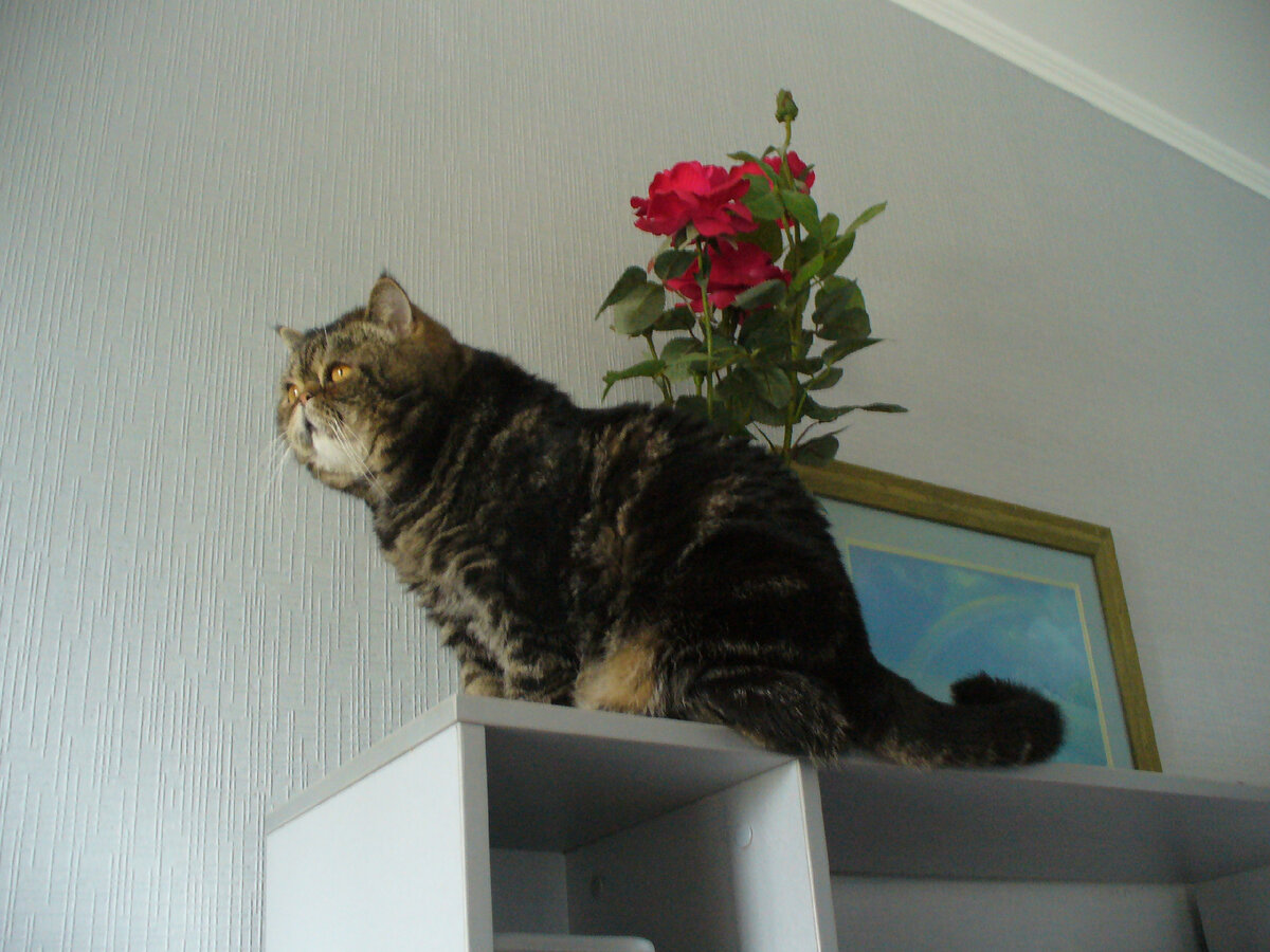 Гарфилд в любимом месте - на книжной полке