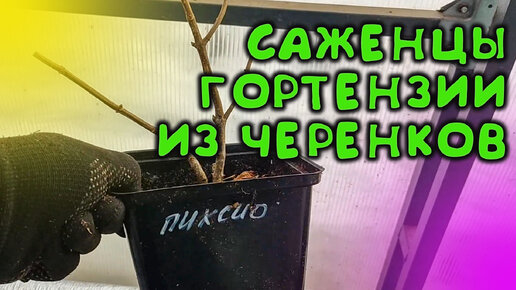 Tải video: КАК ВЫРАСТИТЬ ЦВЕТУЩИЕ САЖЕНЦЫ МЕТЕЛЬЧАТОЙ ГОРТЕНЗИИ ЗА ОДНО ЛЕТО / РАЗМНОЖЕНИЕ ГОРТЕНЗИИ МЕТЕЛЬЧАТОЙ ЧЕРЕНКАМИ ВЕСНОЙ