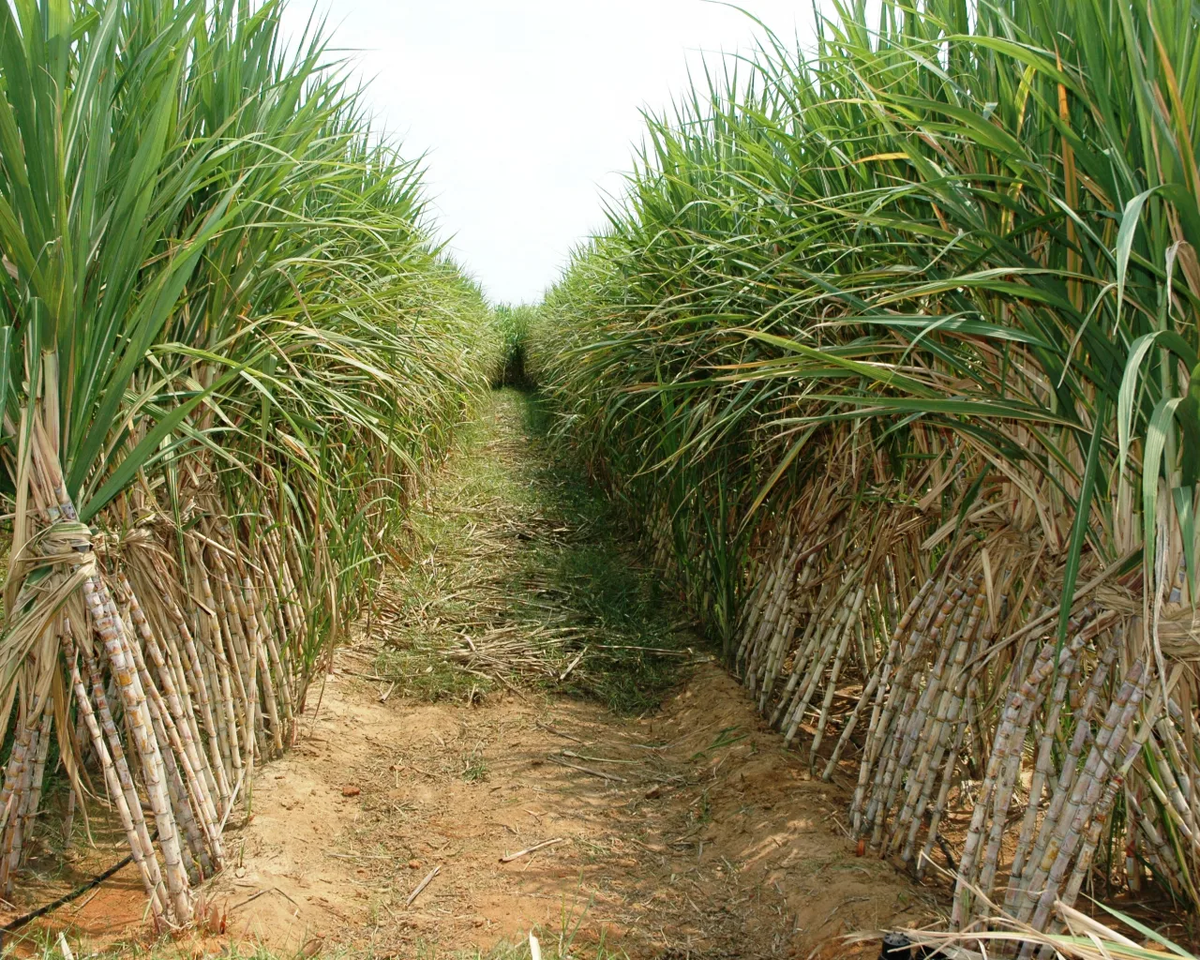 Источник фото: bangkokbook.ru. Плантации сахарного тростника