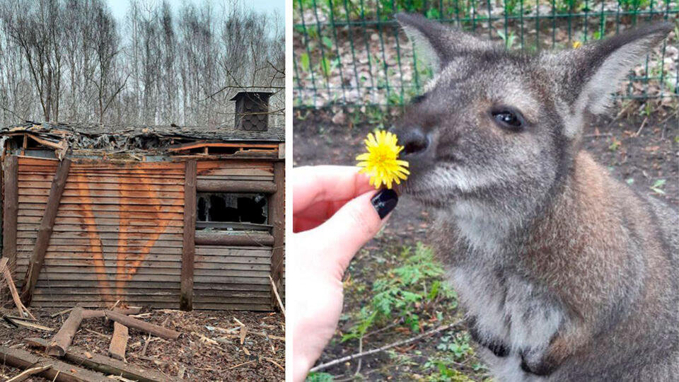 Фото: © Белгородский зоопарк