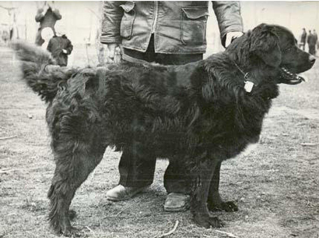 Провальный эксперимент советских кинологов: собаки-спасатели, которые никого не спасали
