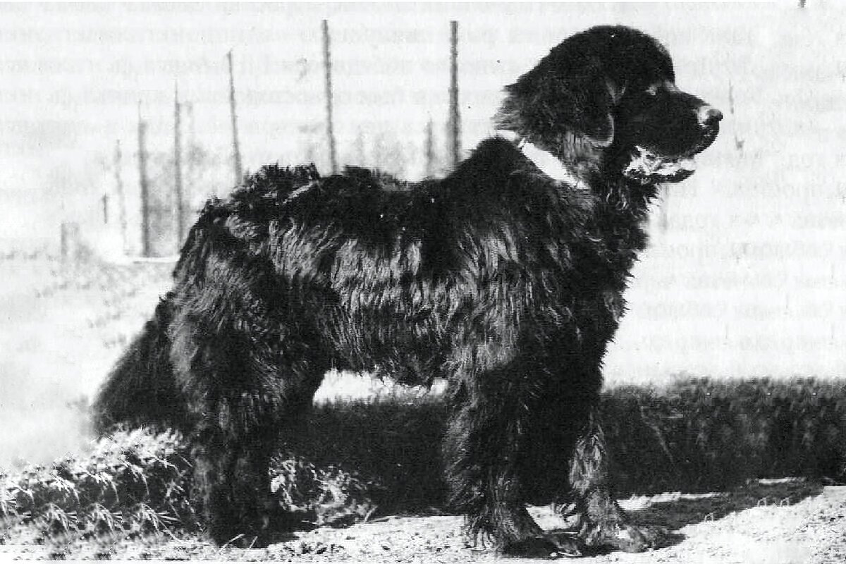 Провальный эксперимент советских кинологов: собаки-спасатели, которые никого не спасали