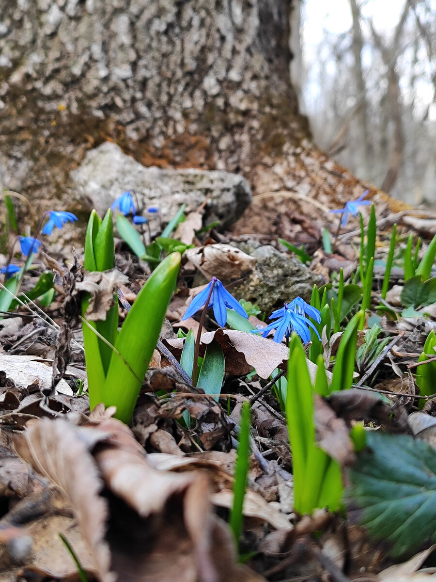 Пролески у Перкальской скалы (март 2024 года)