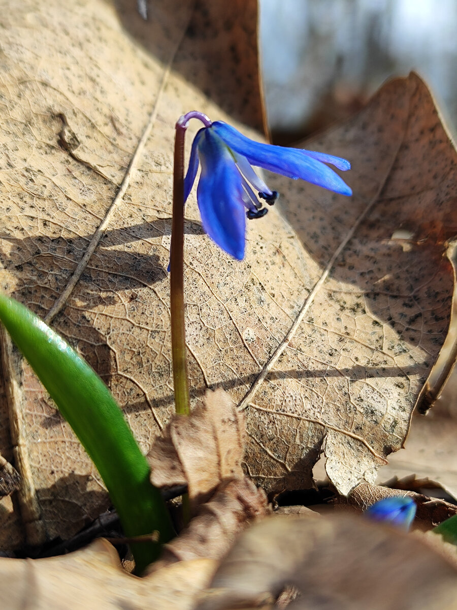Пролески у Перкальской скалы (март 2024 года)