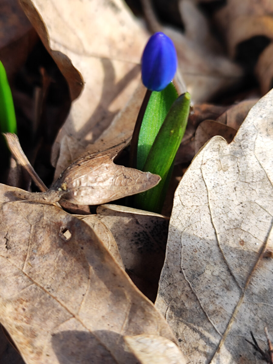 Пролески у Перкальской скалы (март 2024 года)