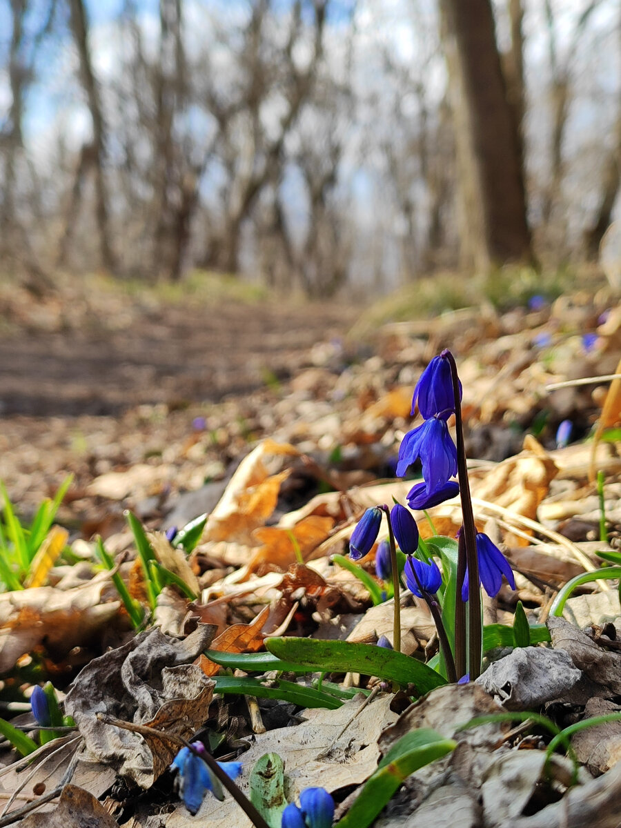 Пролески у Перкальской скалы (март 2024 года)