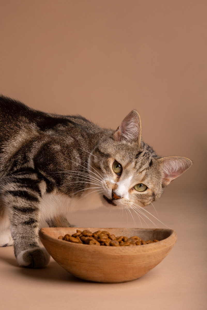 Изображение от Freepik: "Как правильно кормить кошек?"