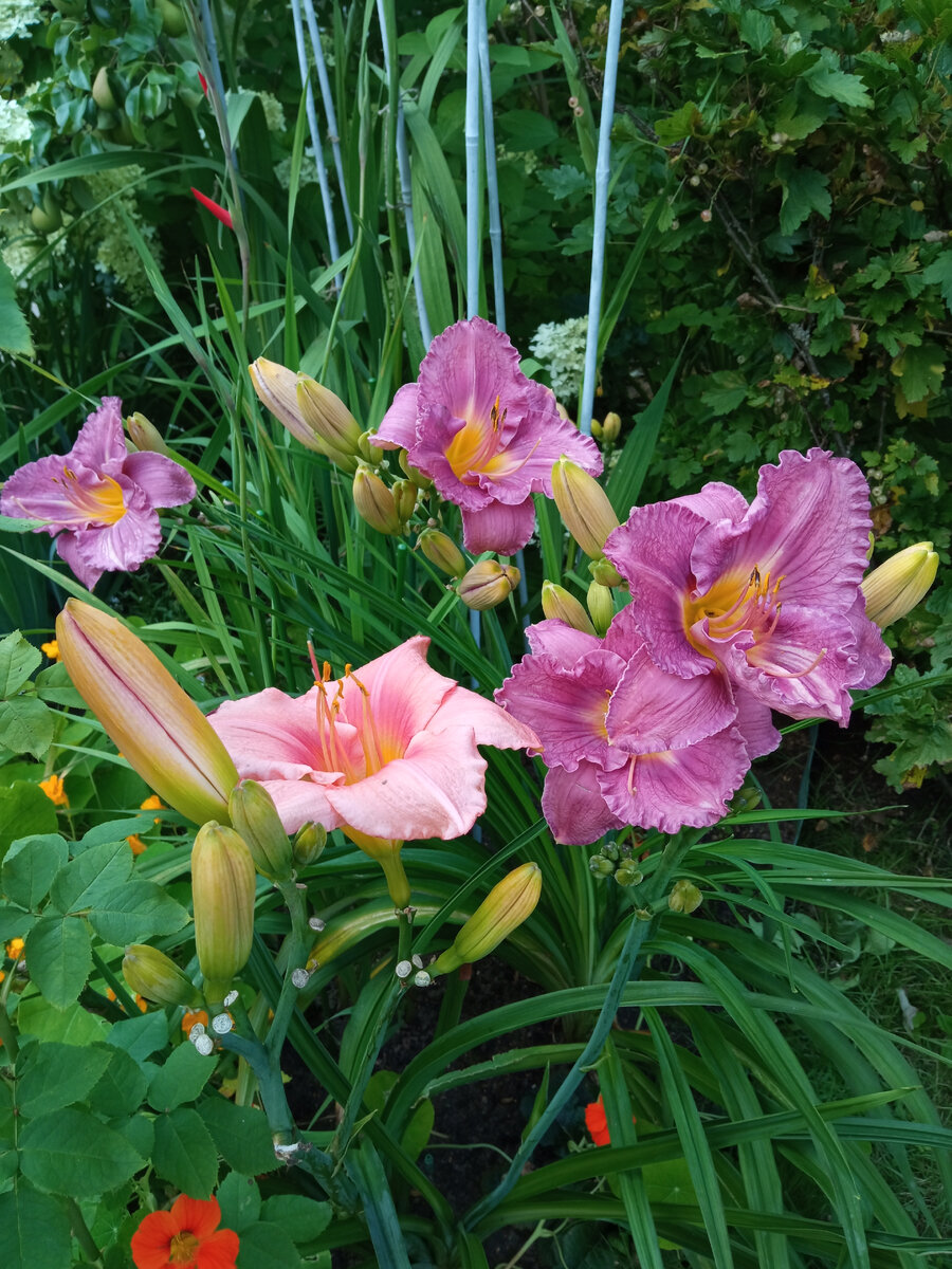 Вот так выглядят здоровые бутоны - они гладкие и сигарообразные.