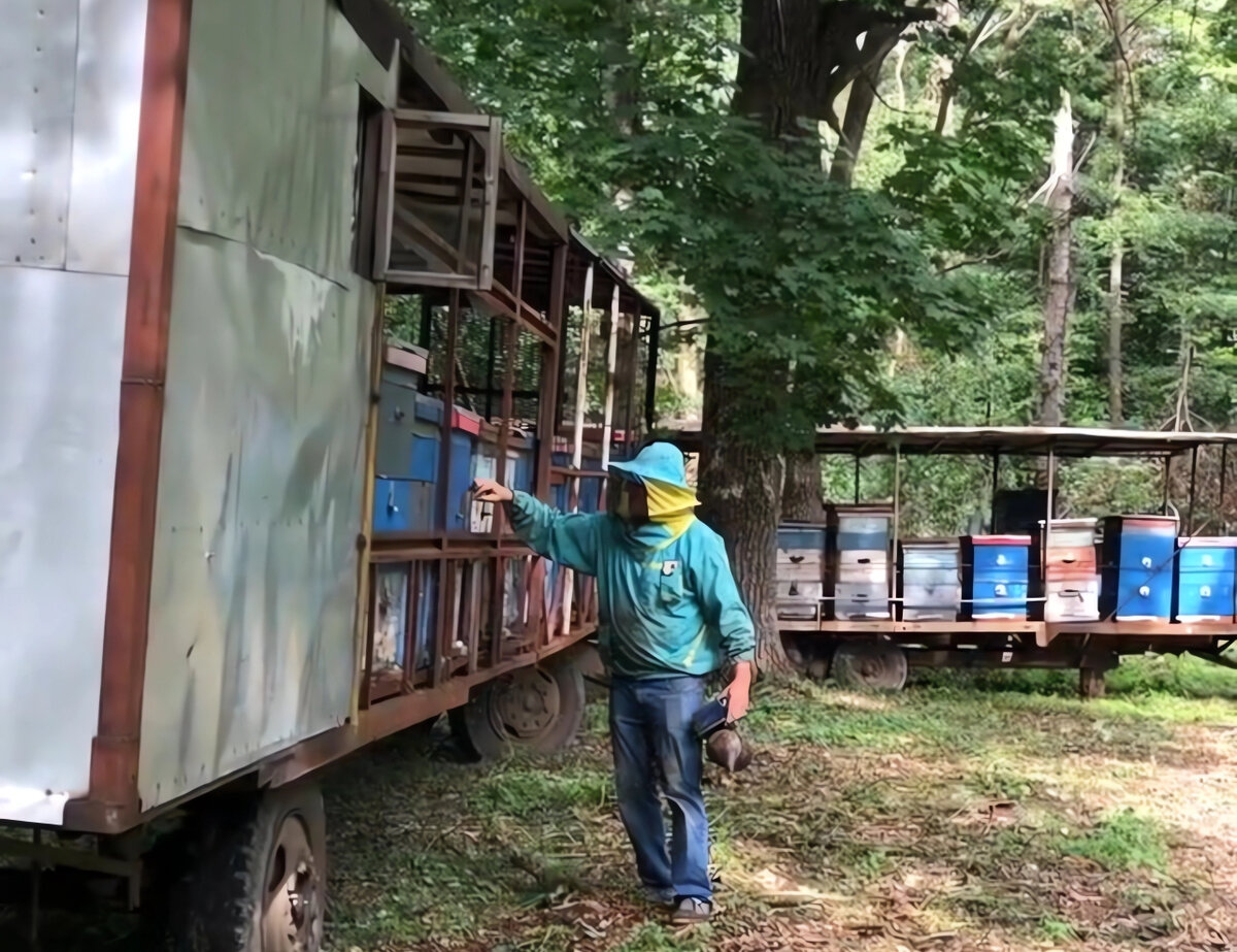 Осмотр ульев 