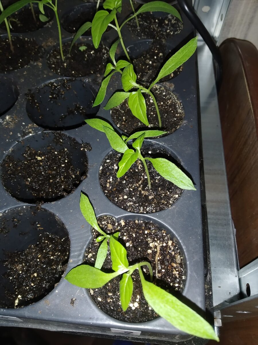 9 номер (Колобок от Geolia)