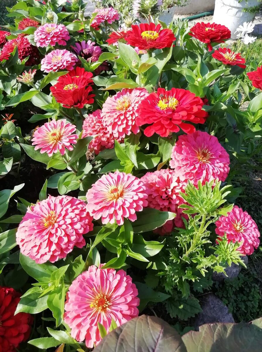  Цинния Dreamland в расцветке Pink, Red