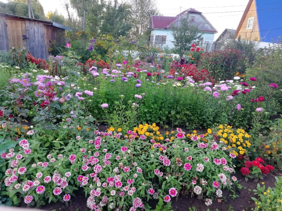 Цинния Zahara на переднем плане