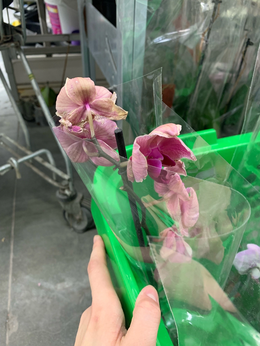 Вот такие экземпляры можно встретить по 200-450 руб.