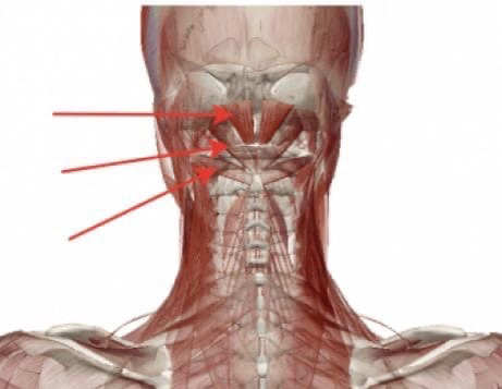 Субокципитальные мышцы.