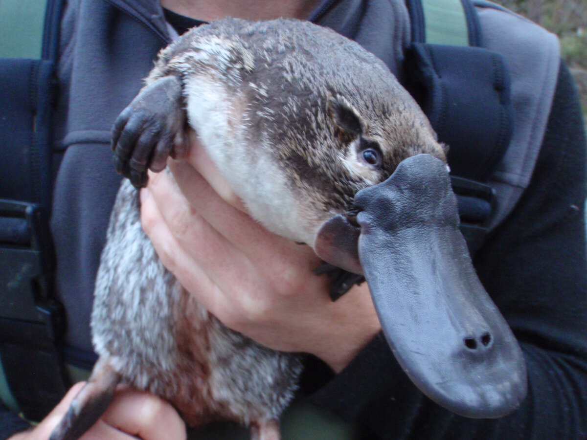 утконос на руках 