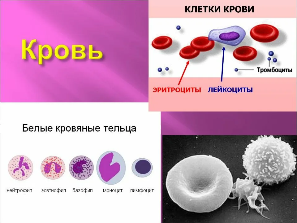 Форма лейкоциты постоянно