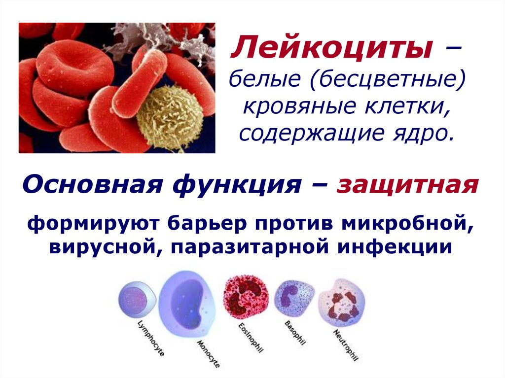 Как выглядит белая кровь Расшифровка общего анализа крови у детей: часть третья - лейкоцитарные клетки у 