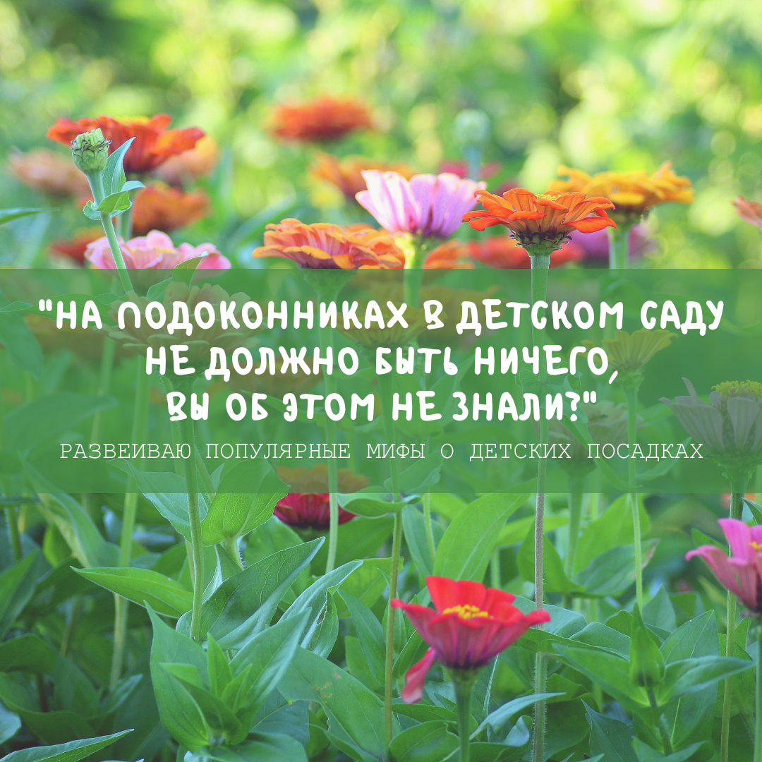 "На подоконниках в детском саду не должно быть ничего, вы об этом не знали?": развеиваю популярные мифы о детских посадках