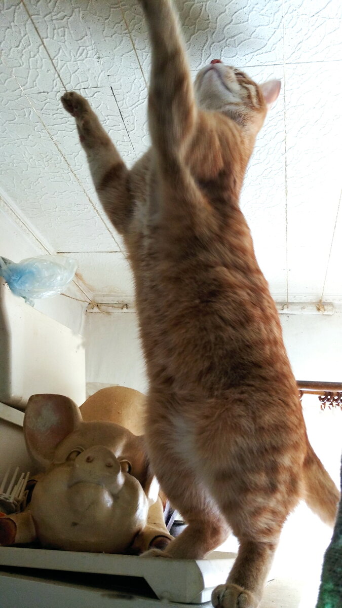 Личное  фото.