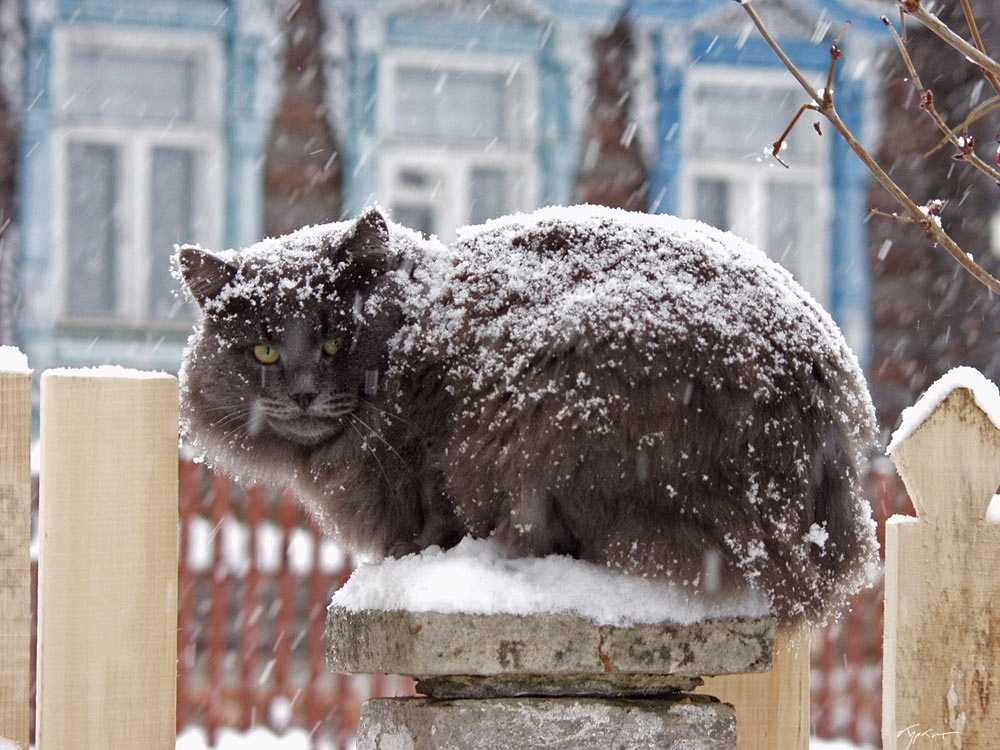 Котенок холодный. Кот замерз. Снежный кот. Кошки зимой. Кот зимой на улице.