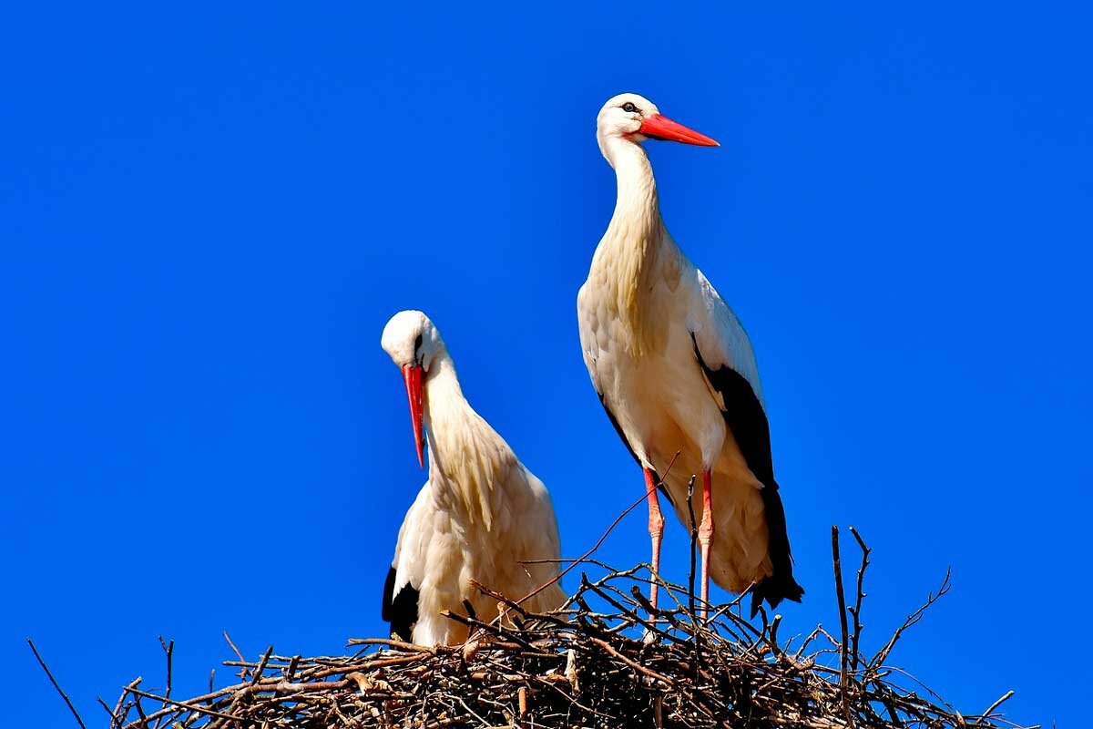    Фото: Alexas_Fotos / Рixabay.com