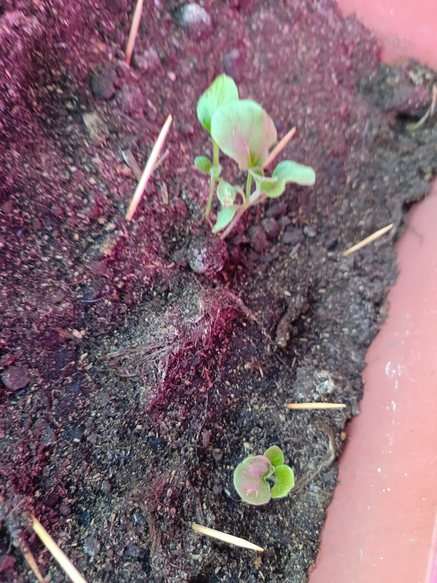 Иногда хочется плакать, я ведь девочка, а как вспомню список дел, и ...