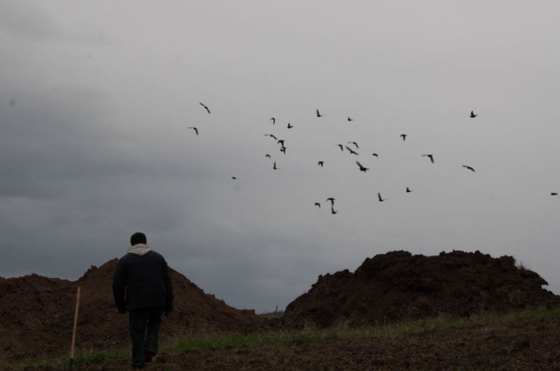 Скворцы и вороны тут как тут.