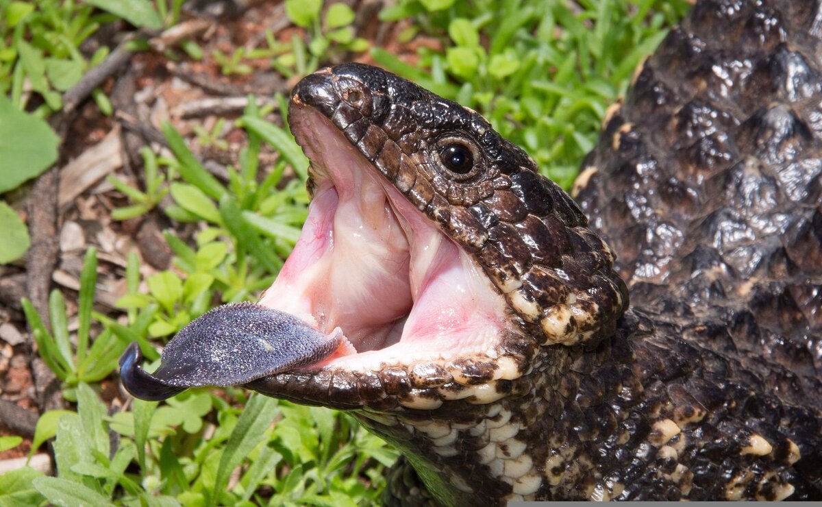 Tiliqua rugosa asper 