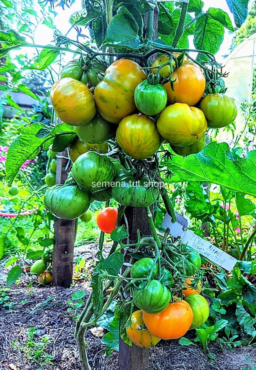 Гном томатный Ниму Вариегатный (индет). Без формировки. Фото из нашего каталога 