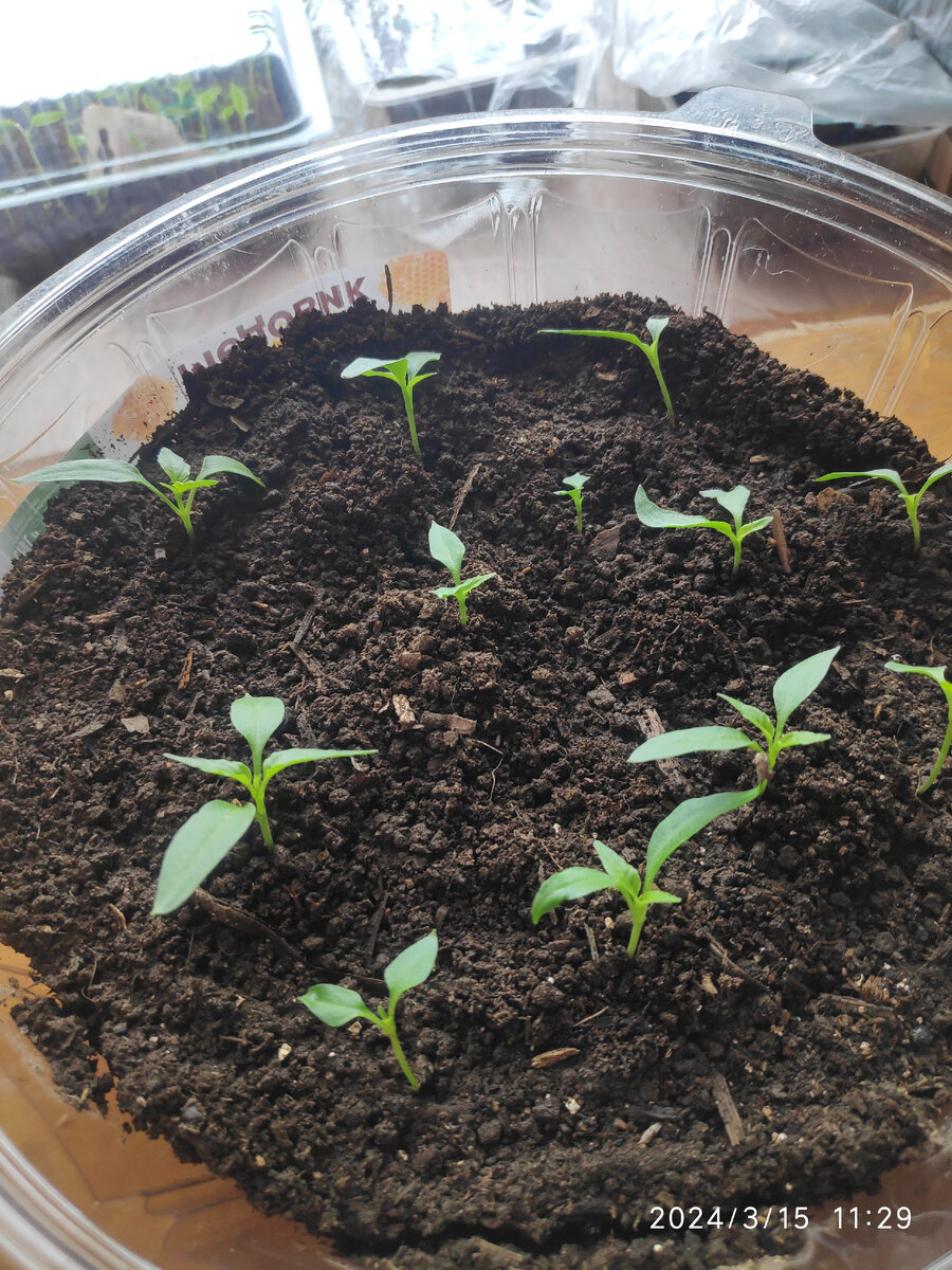 Это перец горький