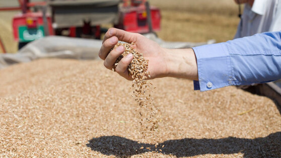    Россия почти наполовину сократила экспорт зерна в ЕС в начале 2024 года Андрей Бурков