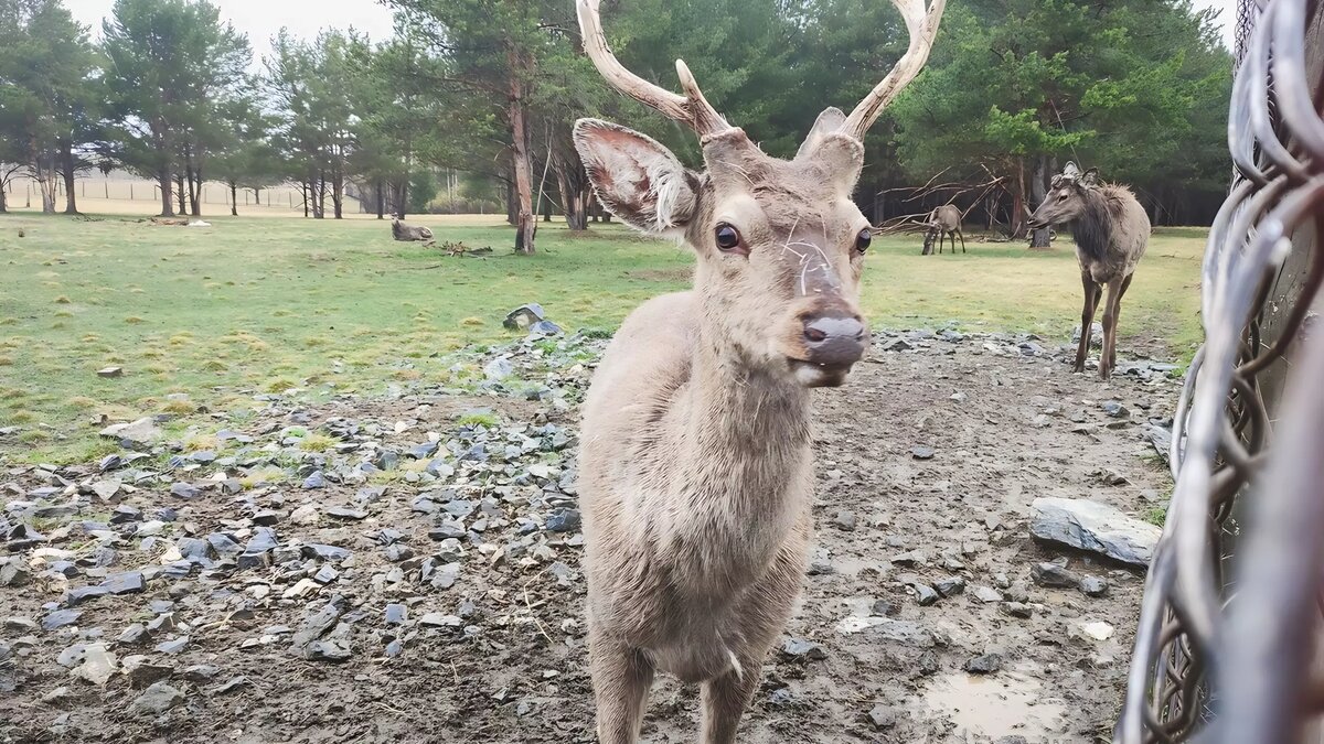     Изувеченный олень в шоковом состоянии прискакал к детской больнице в Арсеньеве. На место происшествия быстро прибыли ветеринары, сотрудники полиции и представители госохотнадзора.