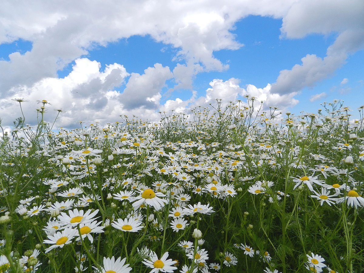  Источник:ru.pinterest