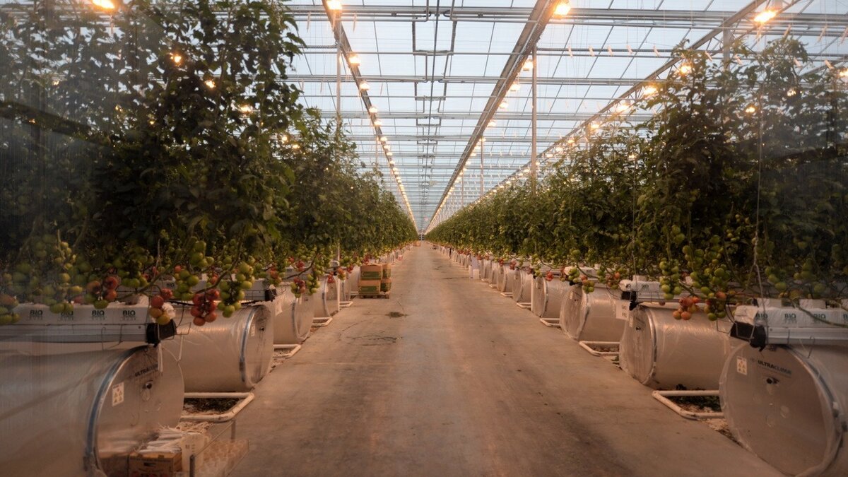     Знание оптимальных дат для посадки рассады может значительно увеличить всхожесть урожая. Для тех, кто планирует выращивать рассаду в марте и апреле 2024 года, редакция «Восток-Медиа» подготовила подробный календарь с учетом лунного цикла.