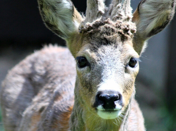     Фото: pxhere.com