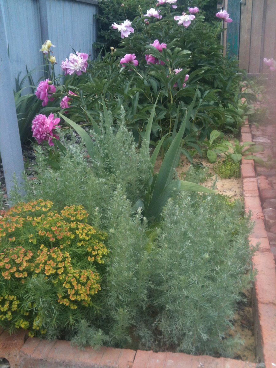 Вот эта молодильная грядка так выглядит в конце мая - начале июня.