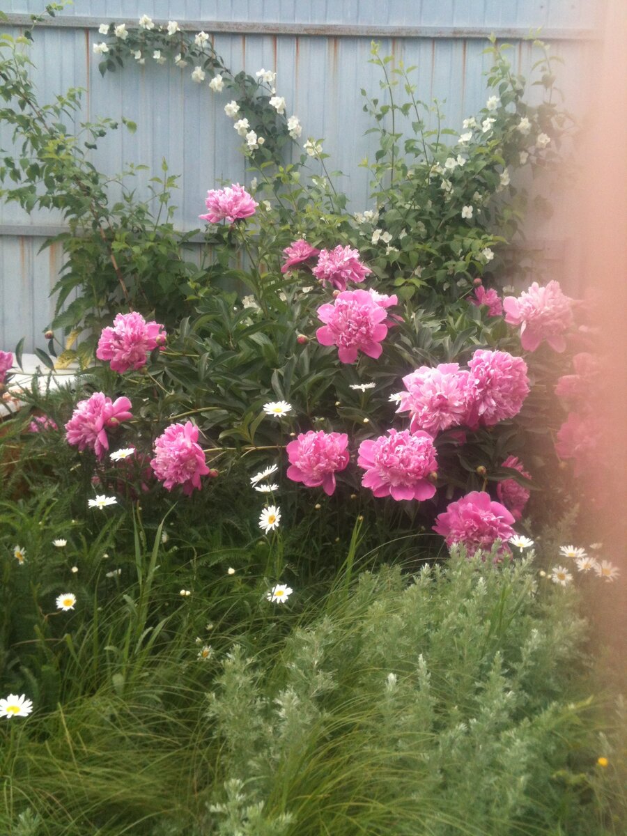 Тот самый мавританский газон издалека.