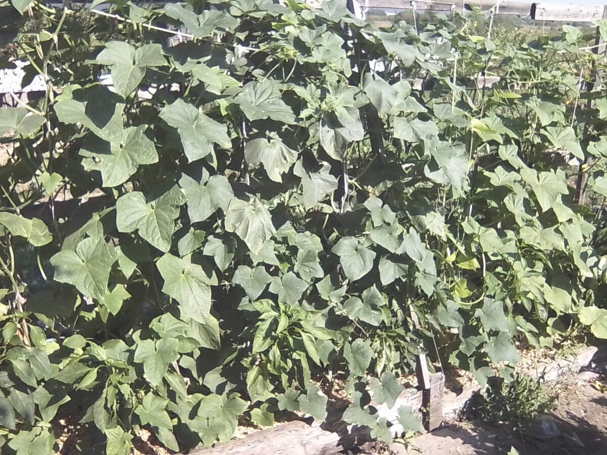 Это 5 (пять) кустов огурцов. Без обрезки, но с подвязкой.