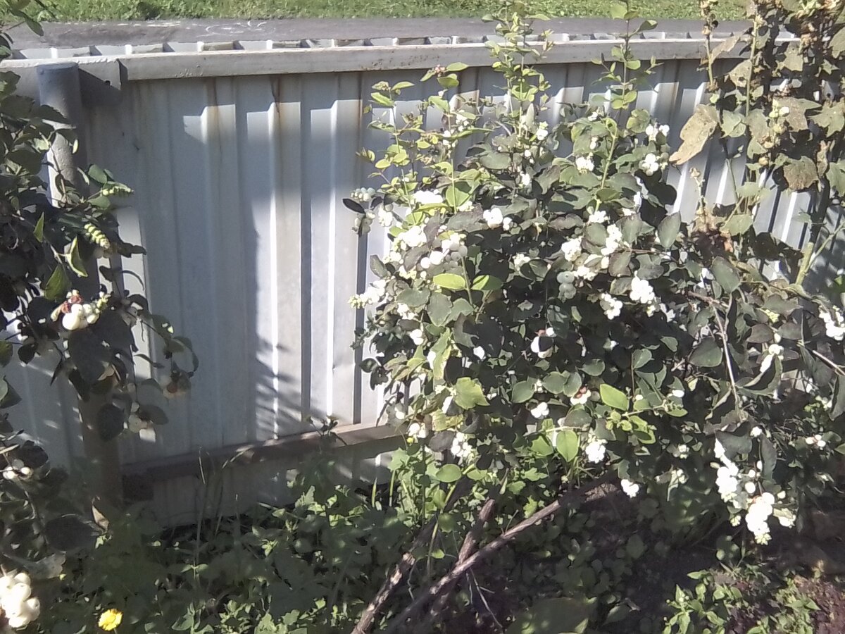 Снежноягодник не приклей к стакану ручку. Думаю изгородь сделать из него. И заборчик повоздушнее позади.