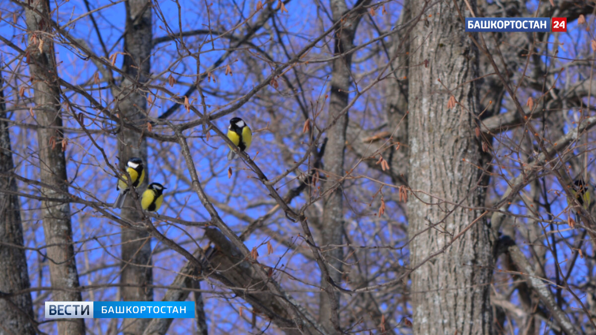    В Башкирии потеплеет до +10 градусов