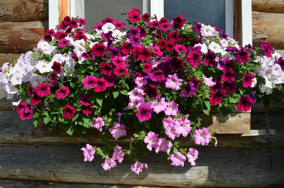 Фото с сайта: https://vsesvoi43.ru/udivitelnye-rasteniya/