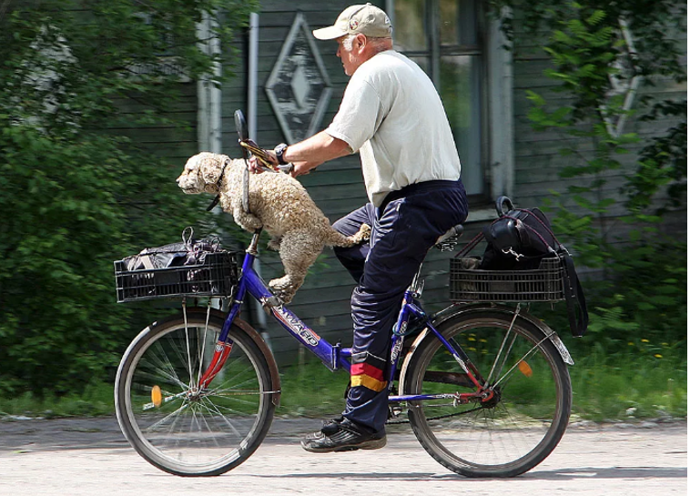 В нагрузку - две корзиночки и пес толстый и красивый...