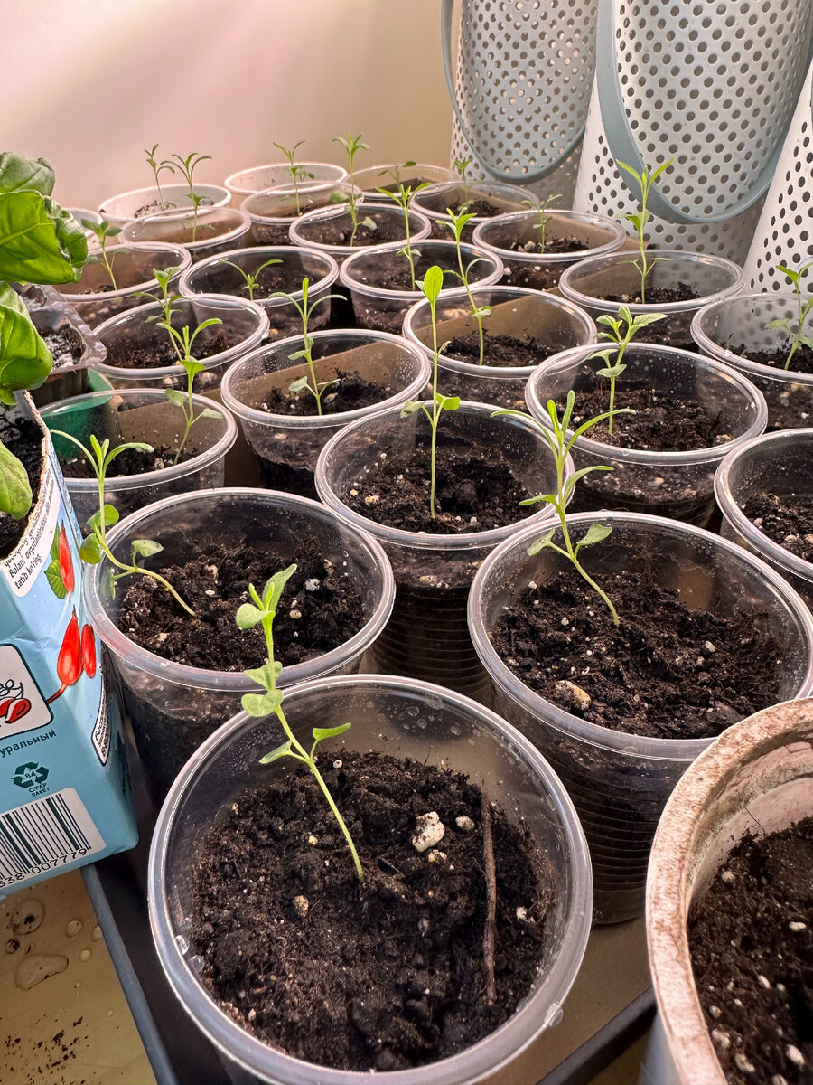 этой рассаде 2 месяца