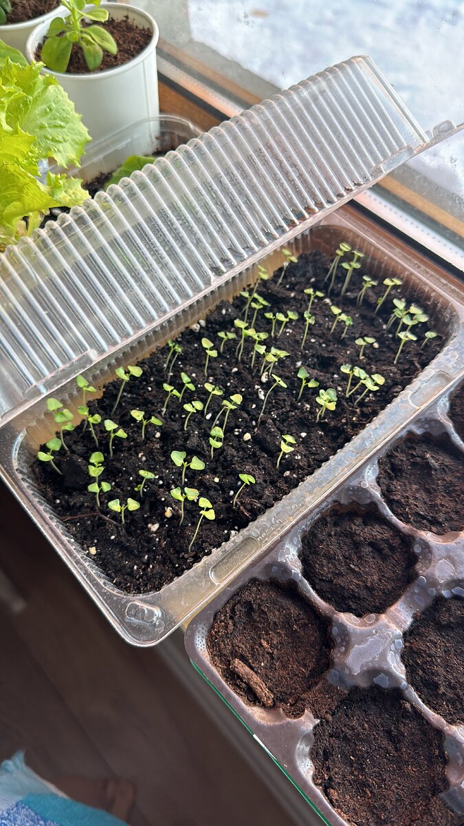 этим малышам 2 недели