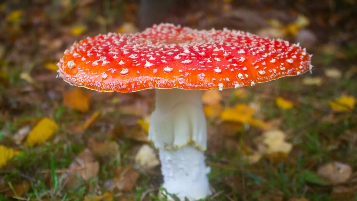     В Хакасии зафиксировали два случая отравления продукцией на основе мухомора, не заявленной как БАД, сообщает Роспотребнадзор по Хакасии.