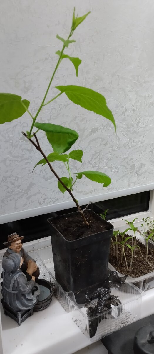 Актинидия коломикта.