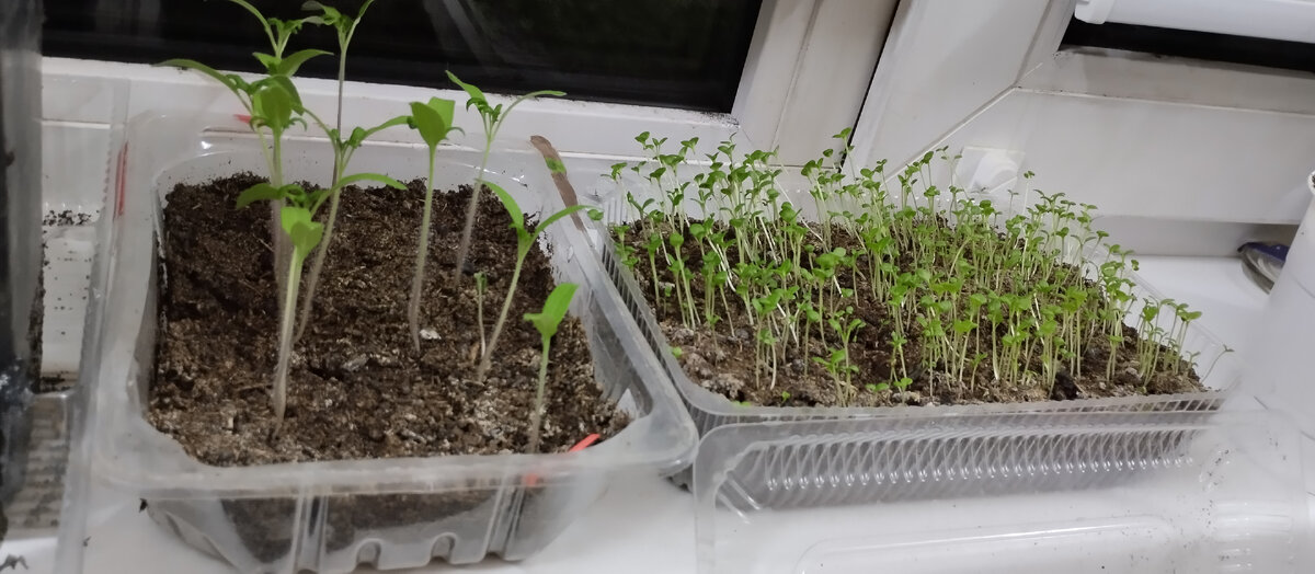 Помидоры и цинерария