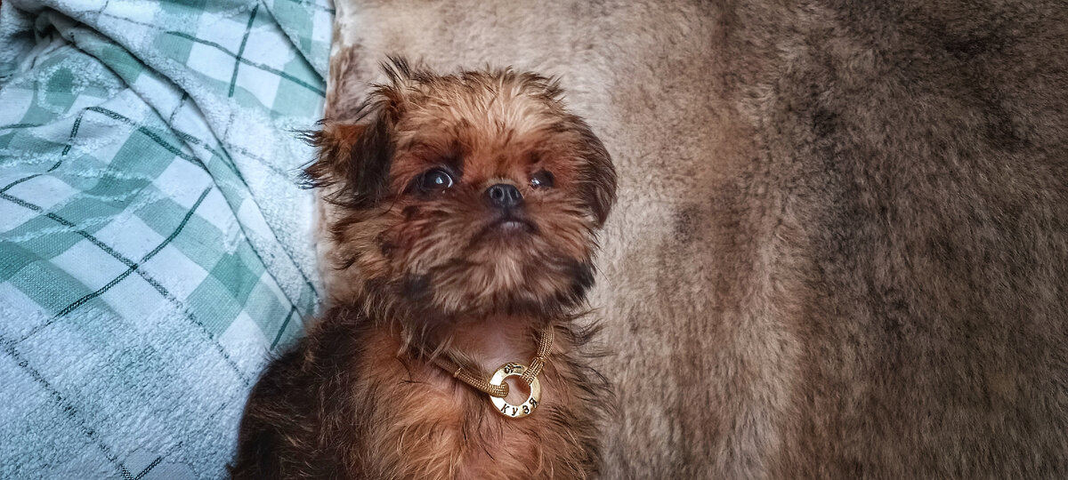 Кузя учится носить адресник и не чесаться каждые полминуты 😅 Кстати, в адреснике сделала и Цветочек аленький сверху и Кузю 🤗