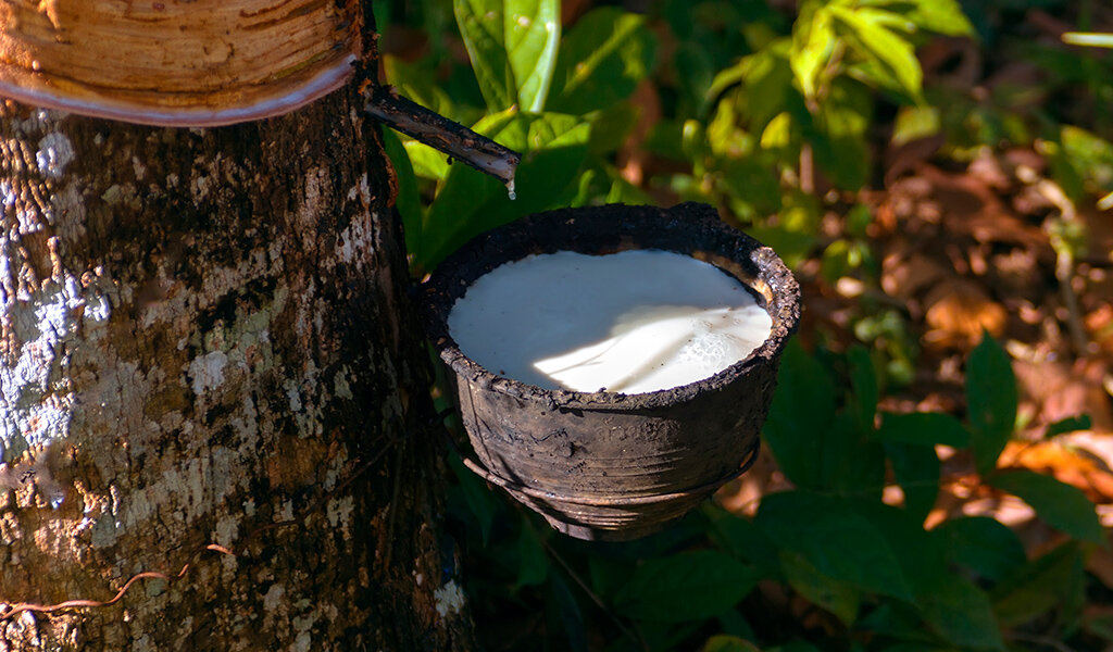     Сбор сока дерева Гевеи